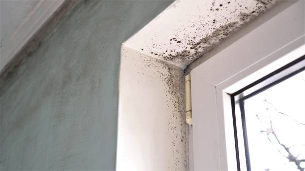 Best Insurance-Related Mold Remediation in Chrisman, IL