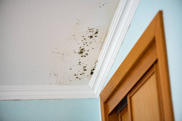 Best Health and Safety Mold Remediation in Chrisman, IL