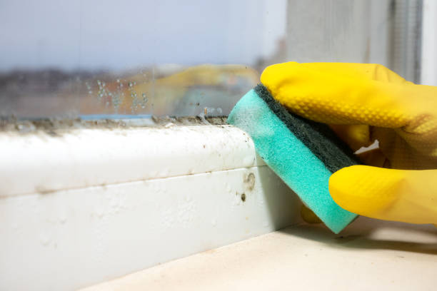 Best Mold Remediation for Schools in Chrisman, IL