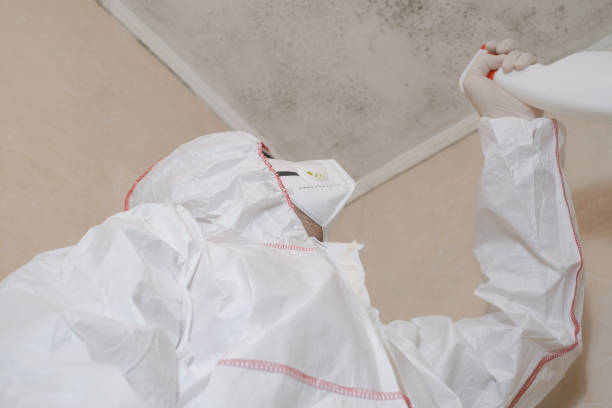 Best Commercial Mold Remediation in Chrisman, IL