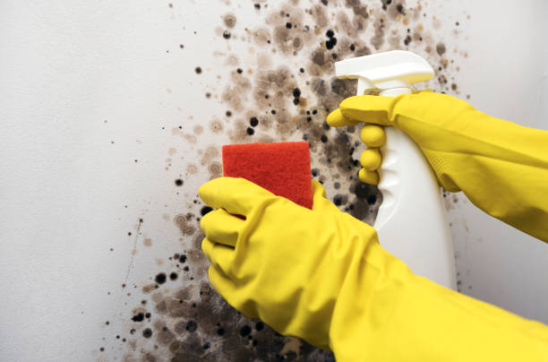 Best Residential Mold Remediation in Chrisman, IL