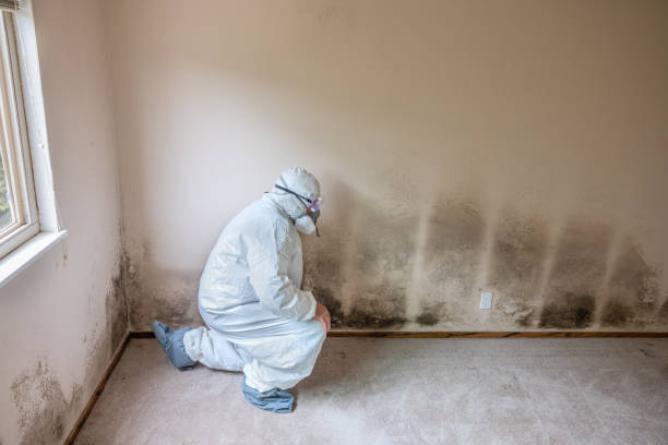 Best Kitchen Mold Remediation in Chrisman, IL