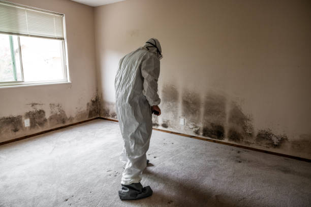 Best Black Mold Remediation in Chrisman, IL