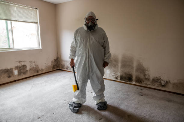 Best Attic Mold Remediation in Chrisman, IL
