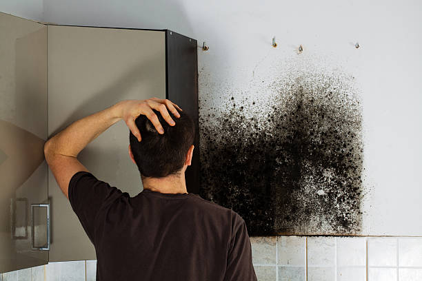 Best DIY Mold Remediation Support Services in Chrisman, IL