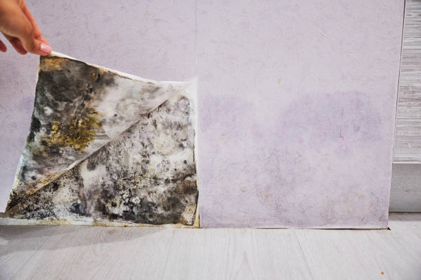 Best Post-Flood Mold Remediation in Chrisman, IL